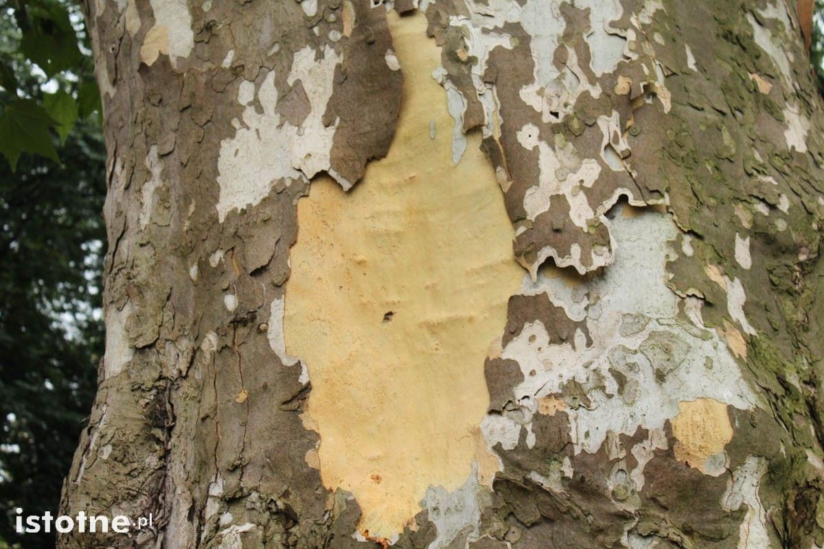 Platany w okresie zrzucania kory