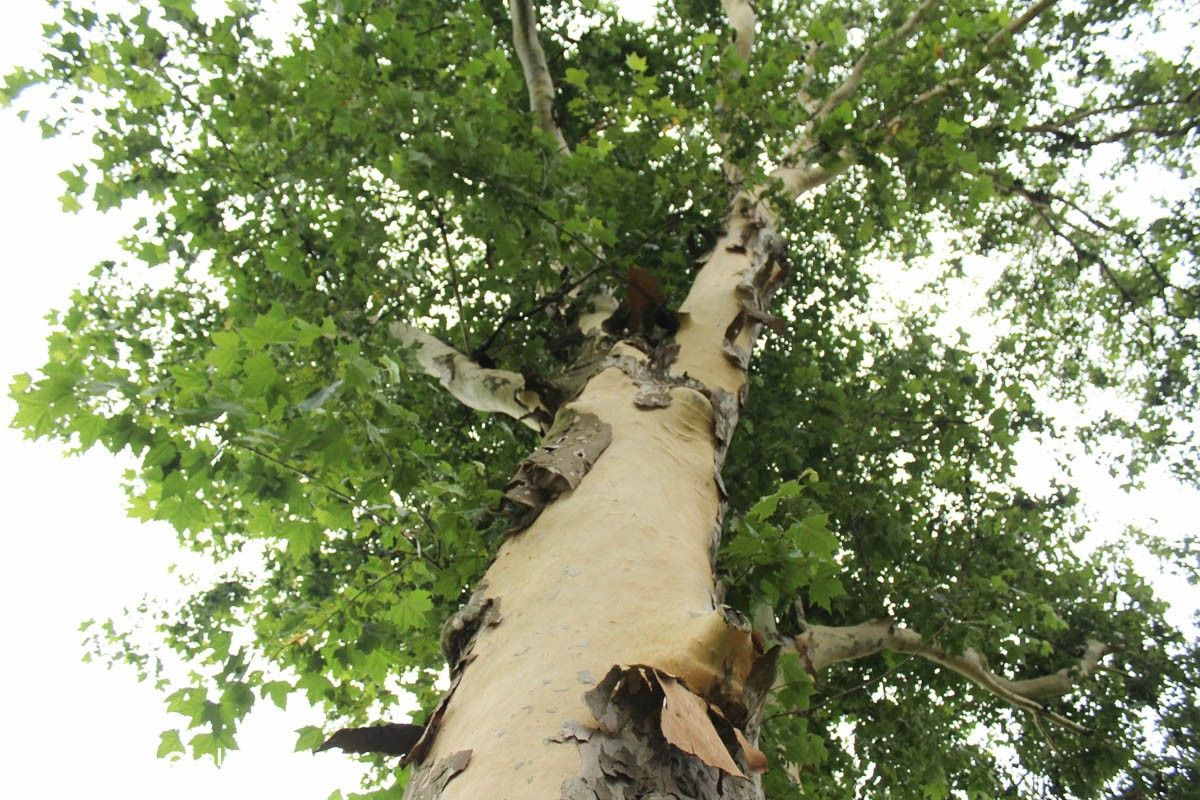 Platany w okresie zrzucania kory