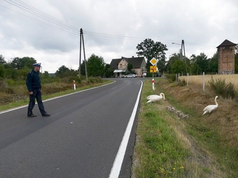 Łabędzie na drodze w Gminie Osiecznica