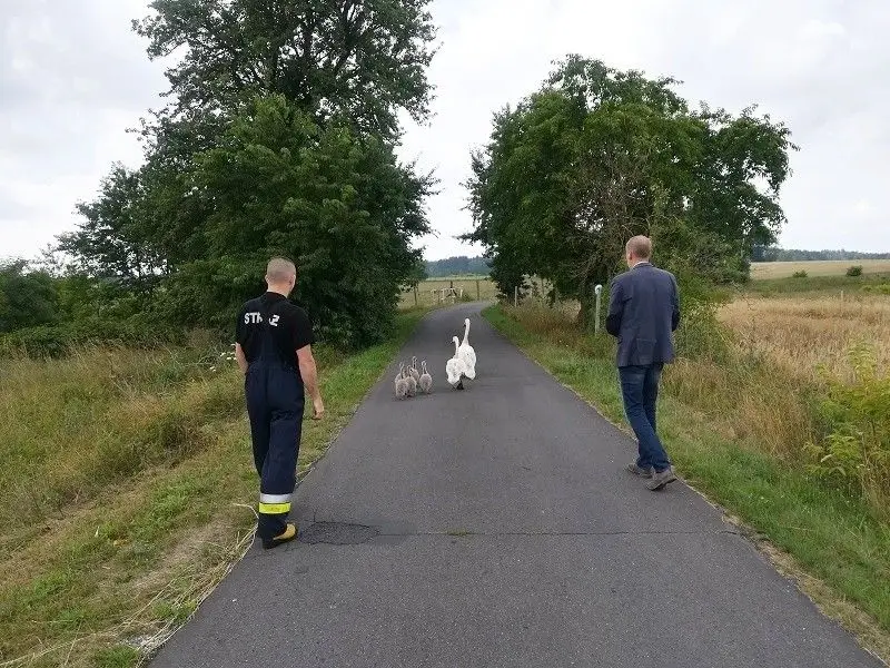 Łabędzie na drodze w Gminie Osiecznica