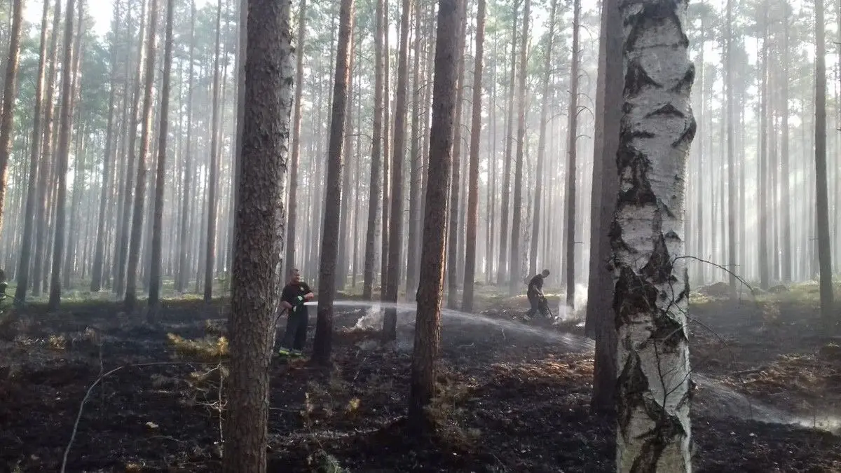 Ще одна лісова пожежа і ще одна пожежа стерні