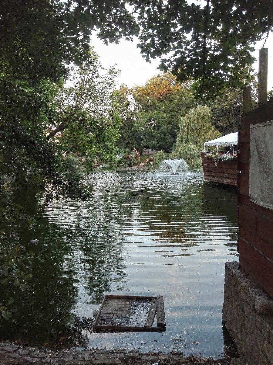 Kultowa wierzba przy stawie miejskim złamała się