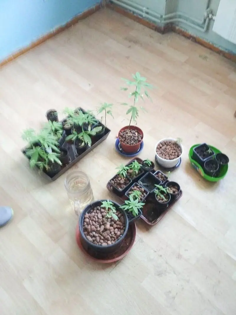 Hodowca marihuany w rękach policji