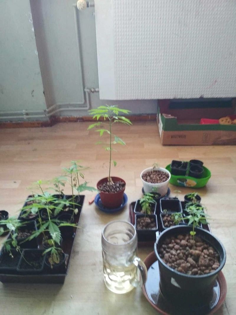 Hodowca marihuany w rękach policji