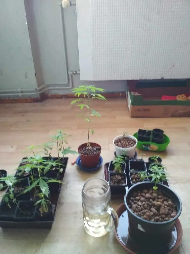 Hodowca marihuany w rękach policji