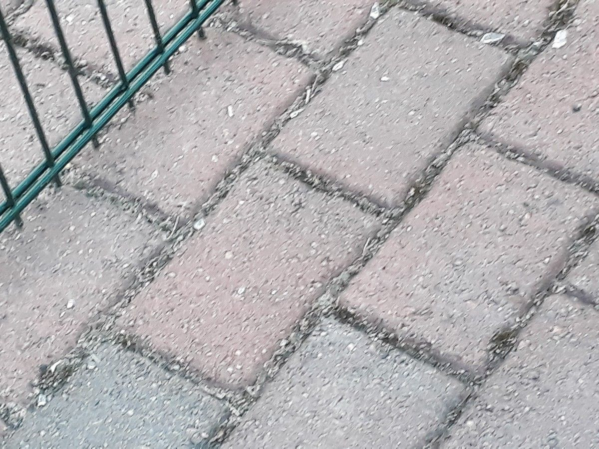 Chlew na placu zabaw w Golnicach