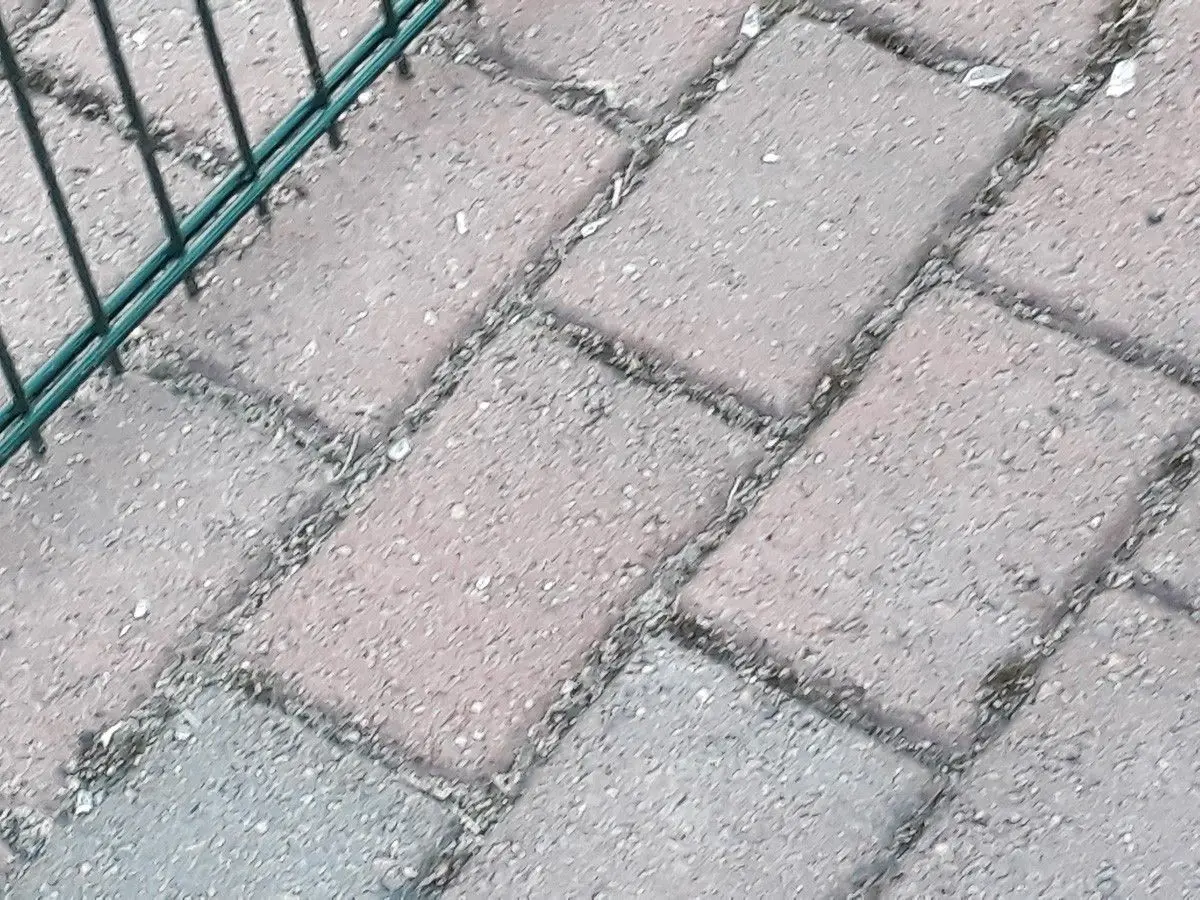 Chlew na placu zabaw w Golnicach
