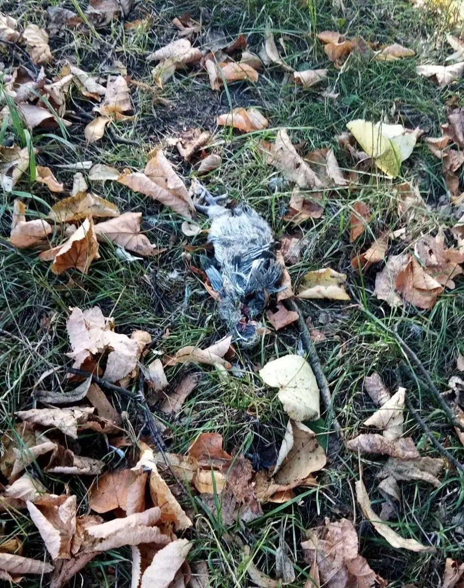 Rozkładające się ptaki w parku Miejskim