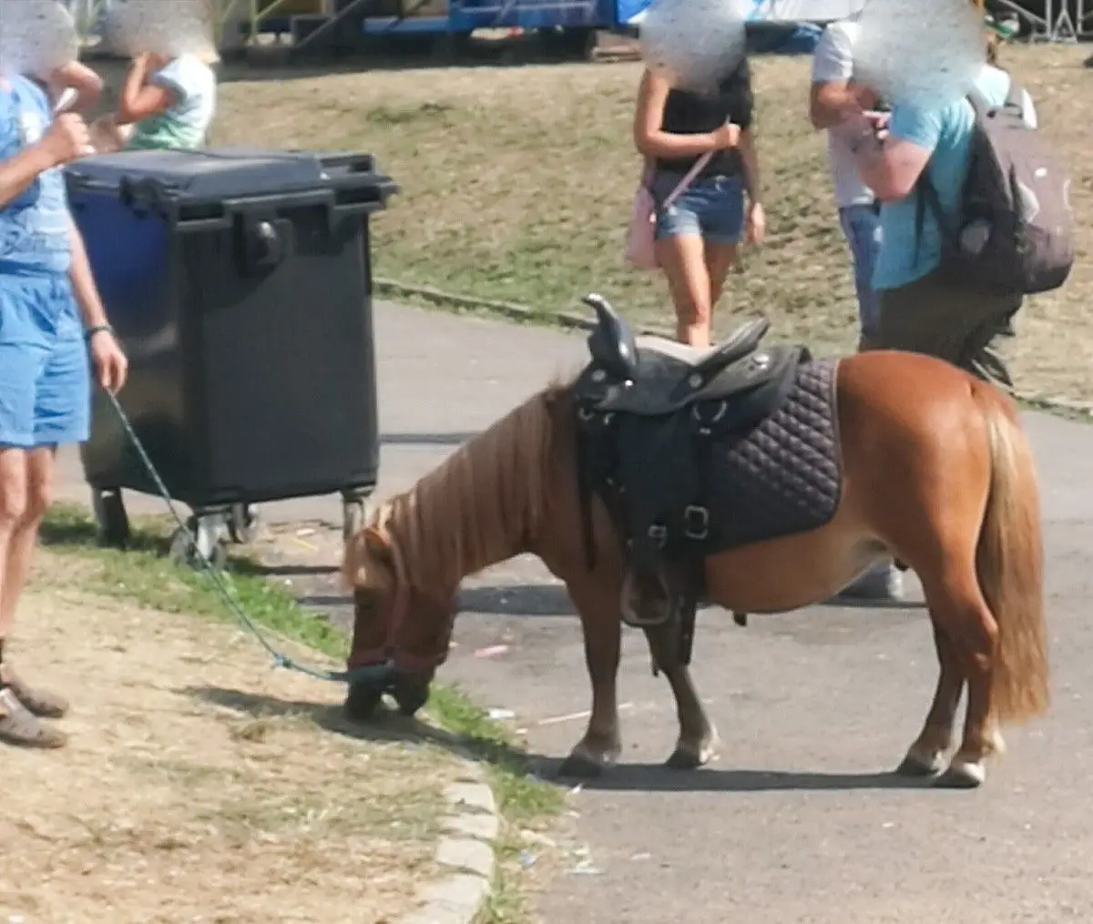 Horror kucyków