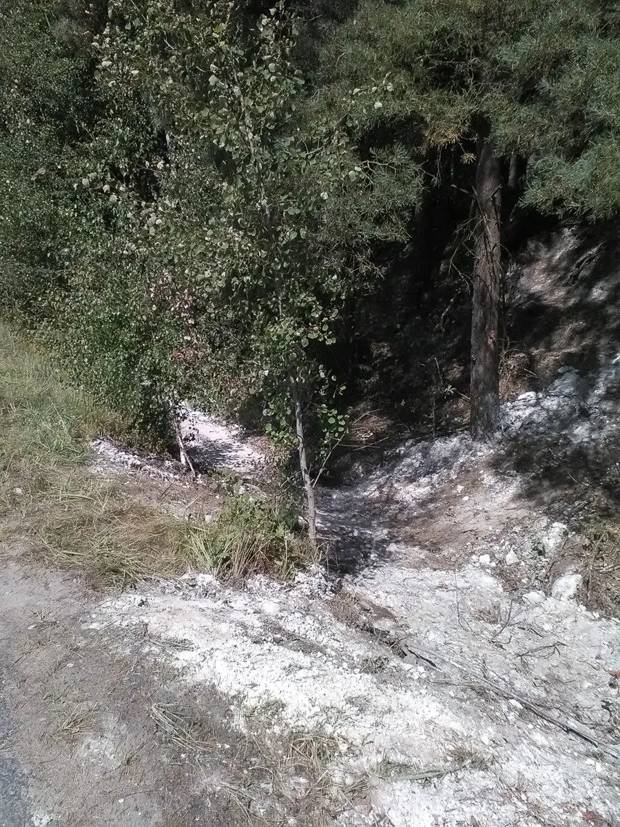 Beton w... lesie