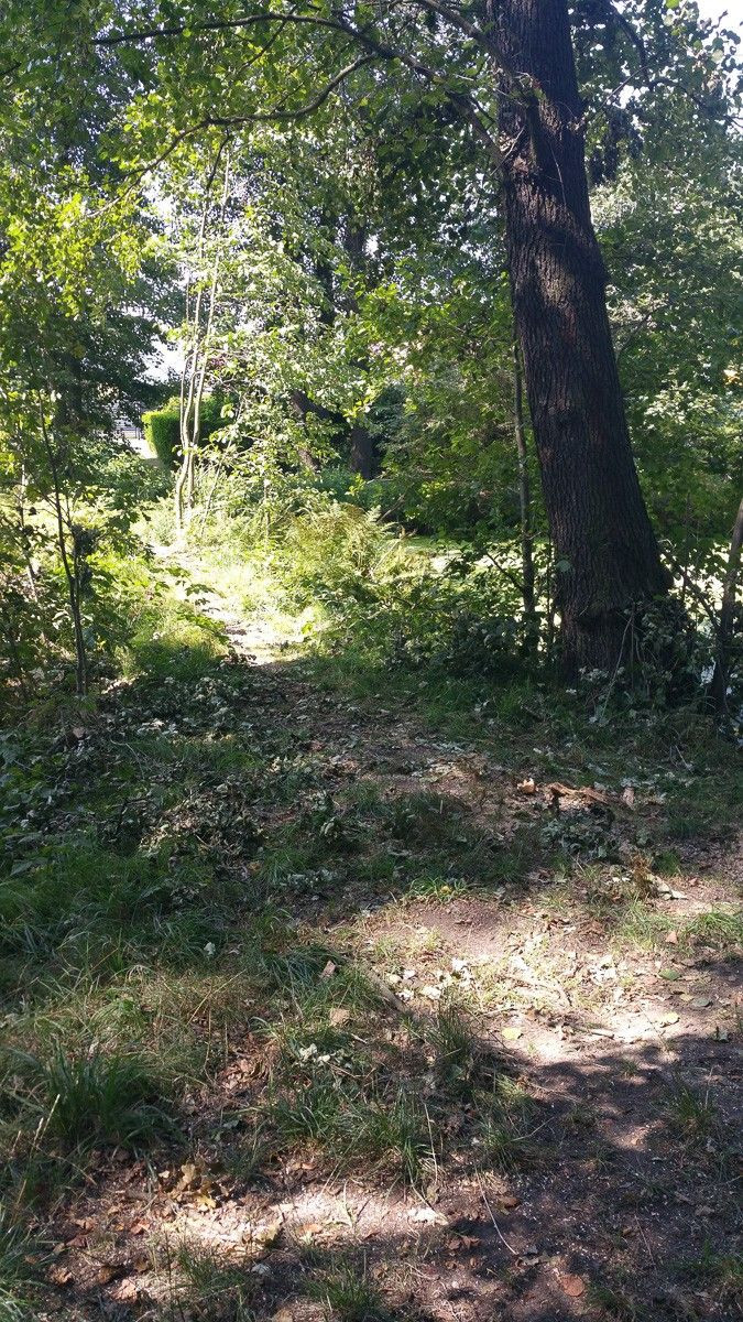 Konary przy Jeleniogórskiej uprzątnięte