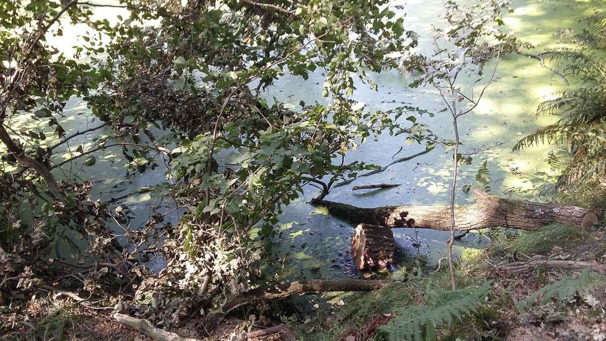 Niebezpieczne konary uprzątnięte? Czytelnik: „Otóż NIE!”