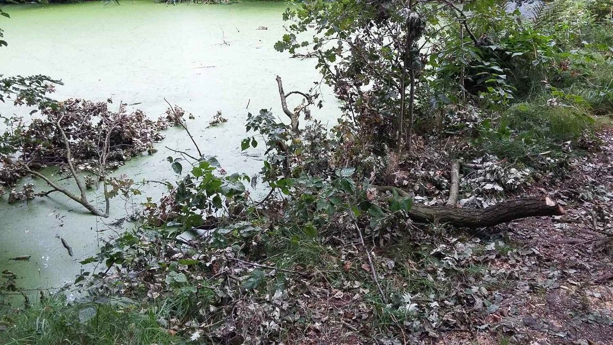 Niebezpieczne konary uprzątnięte? Czytelnik: „Otóż NIE!”