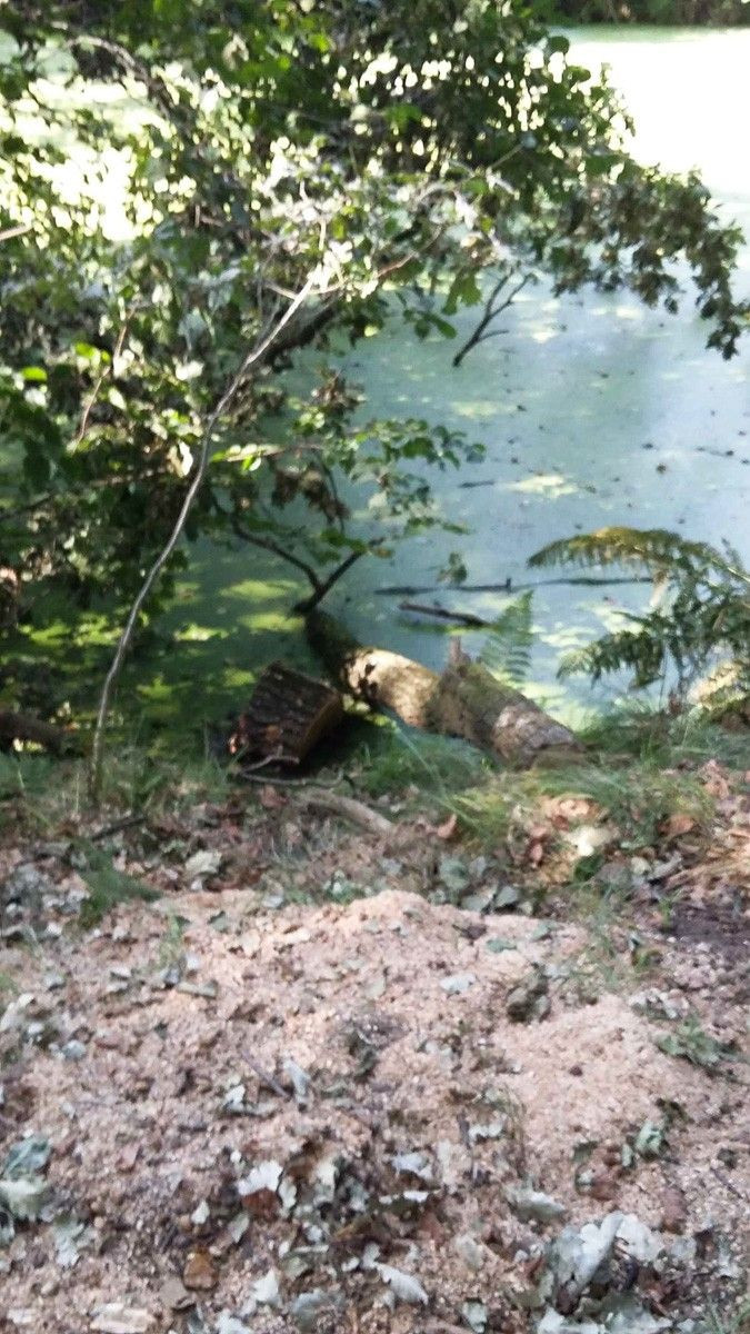 Niebezpieczne konary uprzątnięte? Czytelnik: „Otóż NIE!”