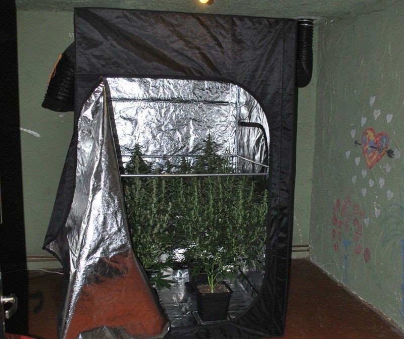 Krzaki marihuany wśród pomidorów. 40-latkowi grozi do 8 lat więzienia