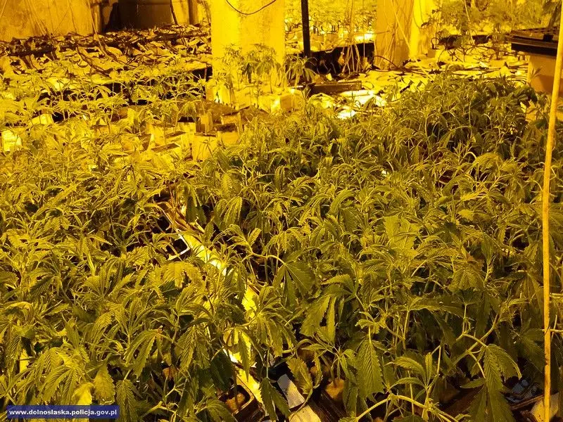 Zlikwidowali wytwórnię marychy. Narkotyki warte 1,3 mln zł przechwycone