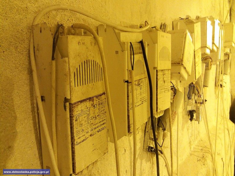 Zlikwidowali wytwórnię marychy. Narkotyki warte 1,3 mln zł przechwycone