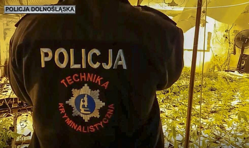 Zlikwidowali wytwórnię marychy. Narkotyki warte 1,3 mln zł przechwycone
