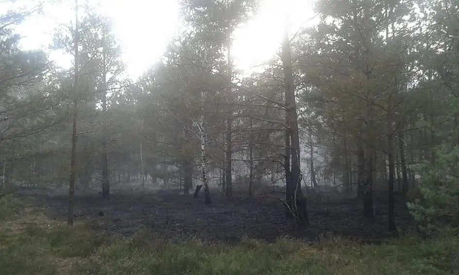 Pożar lasu w pobliżu Pstrąża (gmina Bolesławiec)