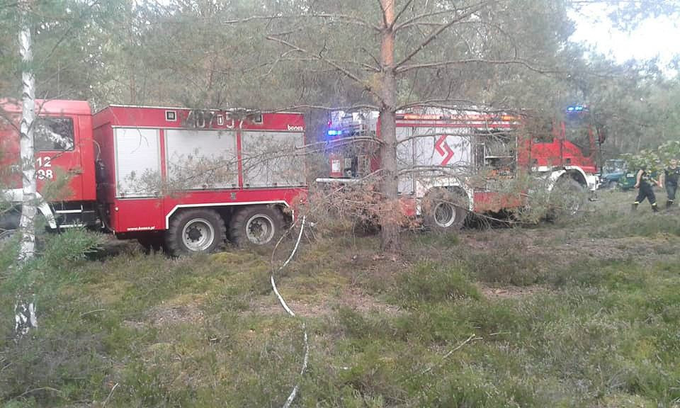 Pożar lasu w pobliżu Pstrąża (gmina Bolesławiec)
