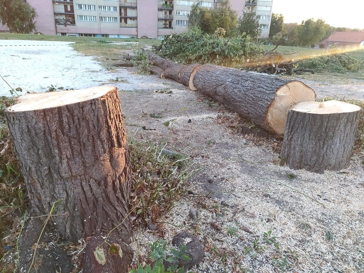 Wycięli 19 drzew na Popiełuszki. Rusza budowa hotelu
