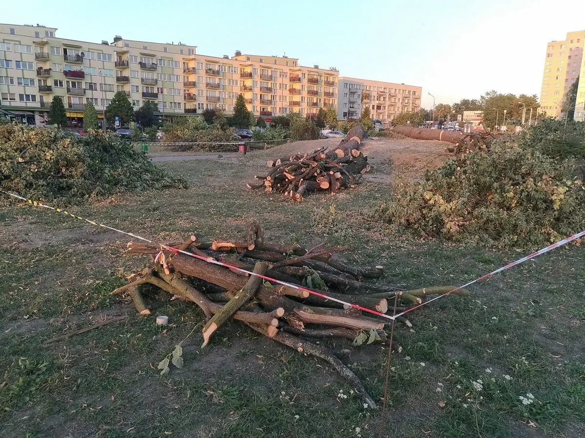 Wycięli 19 drzew na Popiełuszki. Rusza budowa hotelu