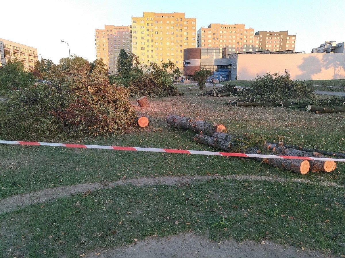 Wycięli 19 drzew na Popiełuszki. Rusza budowa hotelu