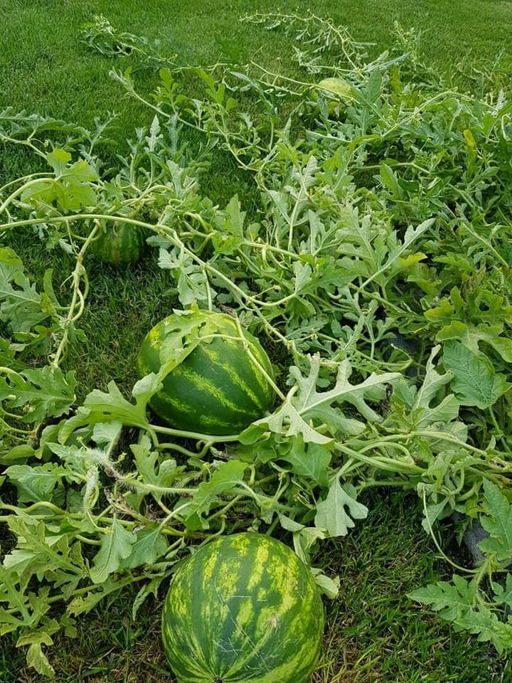 W Ołoboku wyrosły arbuzy