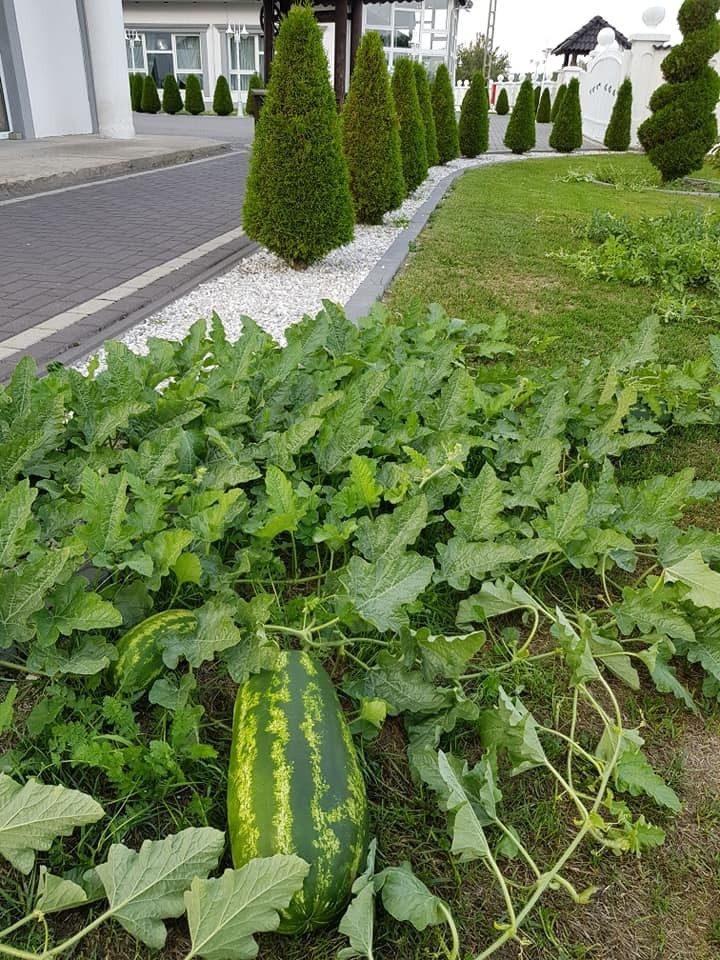 W Ołoboku wyrosły arbuzy