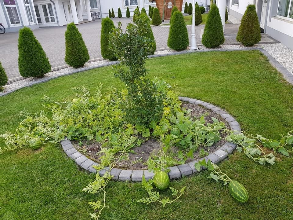 W Ołoboku wyrosły arbuzy