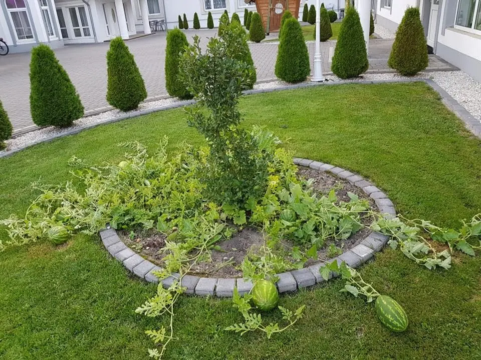W Ołoboku wyrosły arbuzy
