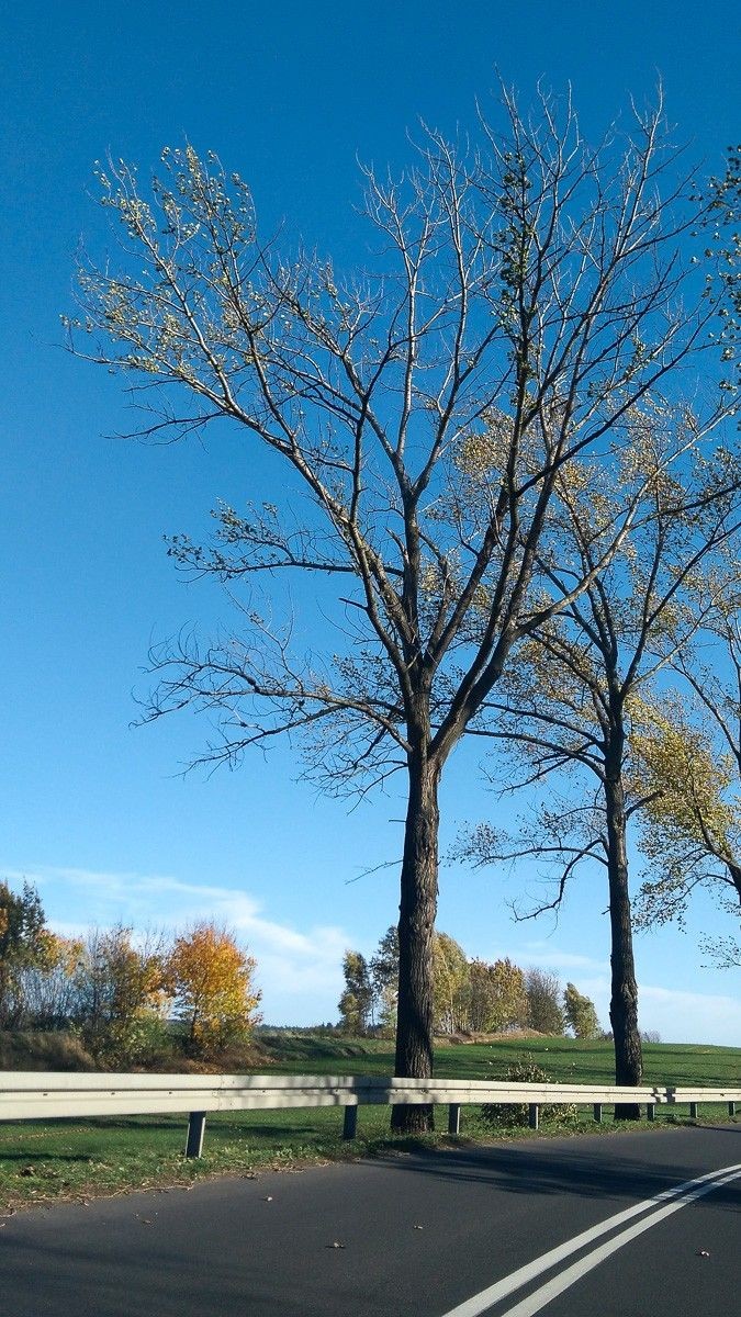 Czytelnik: Niebezpiecznie na drodze Bolesławiec – Iwiny