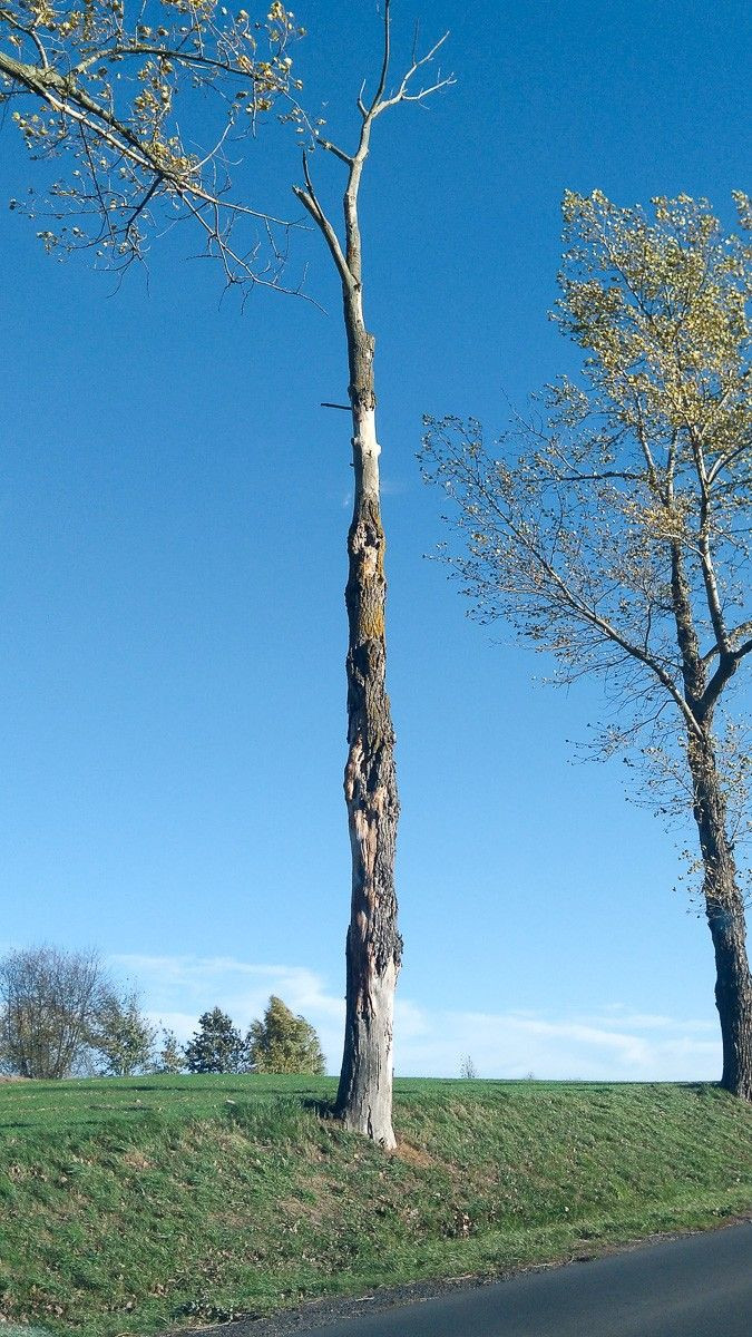 Czytelnik: Niebezpiecznie na drodze Bolesławiec – Iwiny