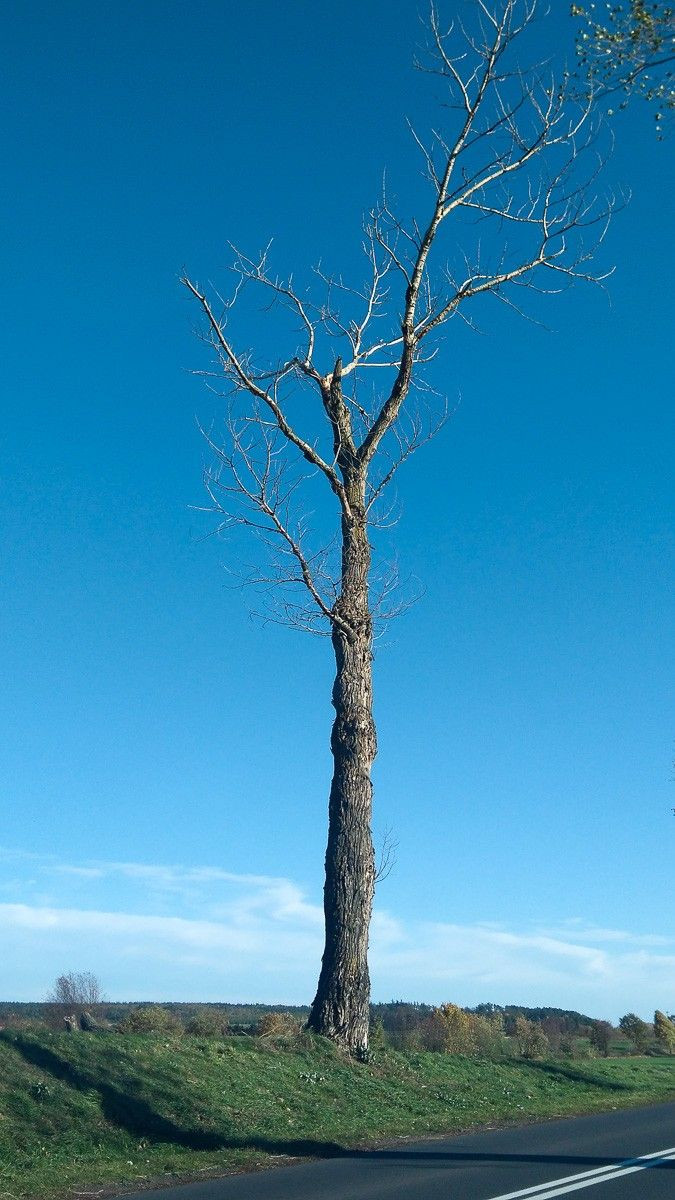 Czytelnik: Niebezpiecznie na drodze Bolesławiec – Iwiny