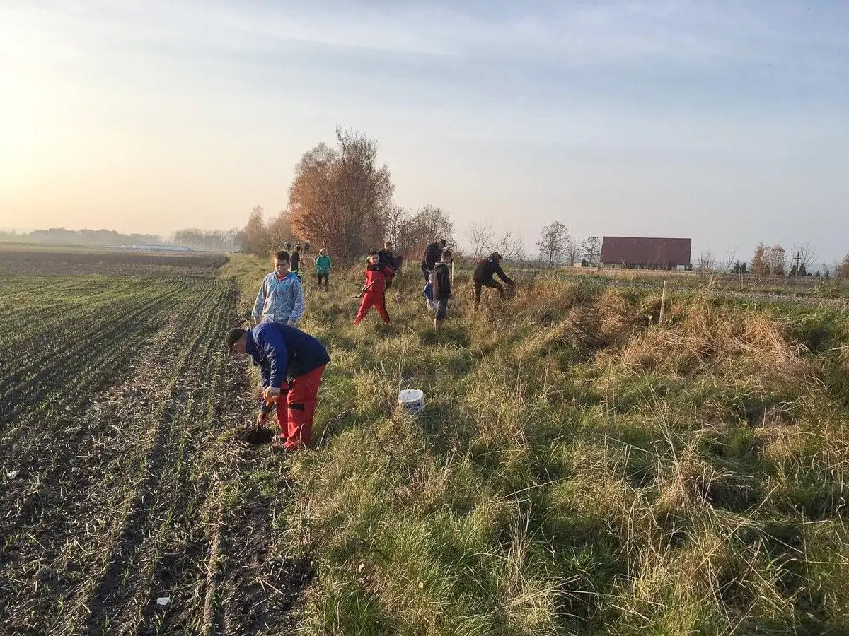 Czerna: posadzili 100 lip dla Niepodległej