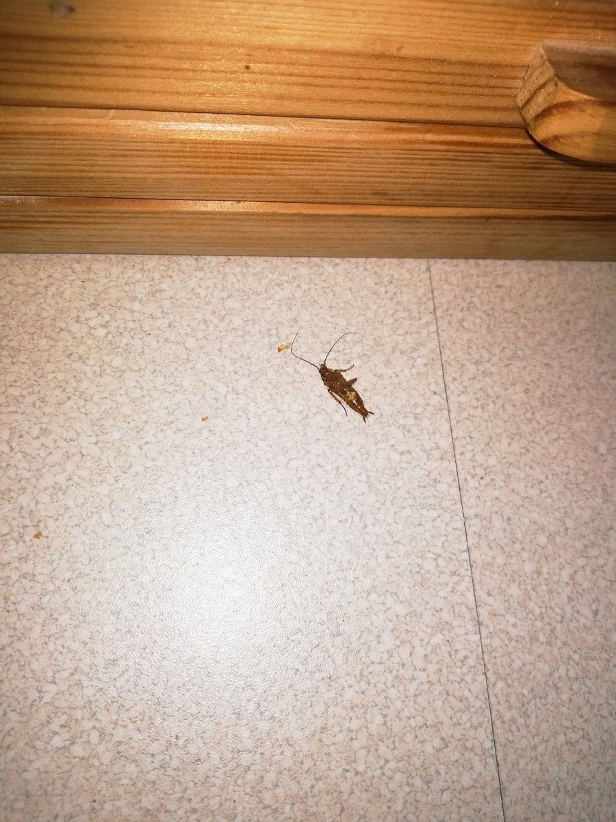 Czytelnik: Karaluchy na Bielskiej