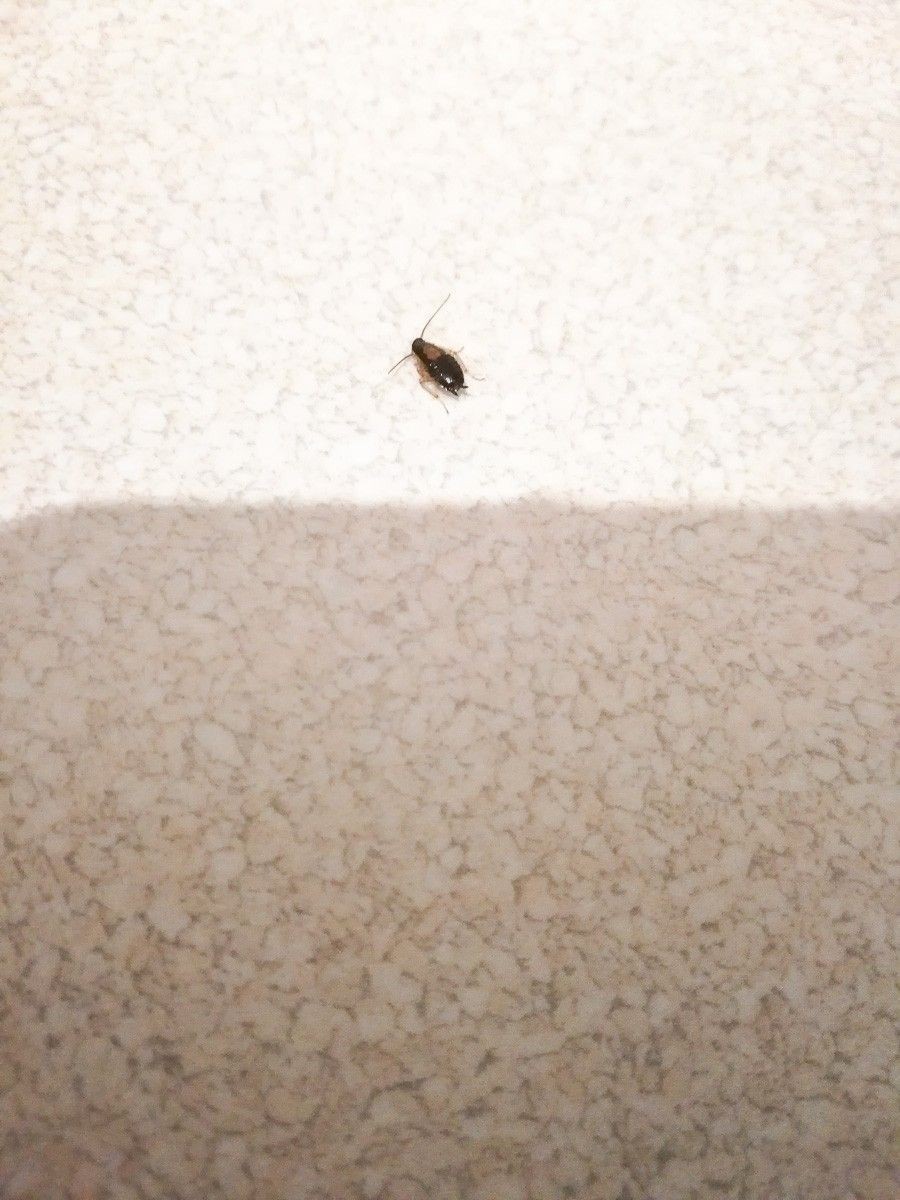 Czytelnik: Karaluchy na Bielskiej