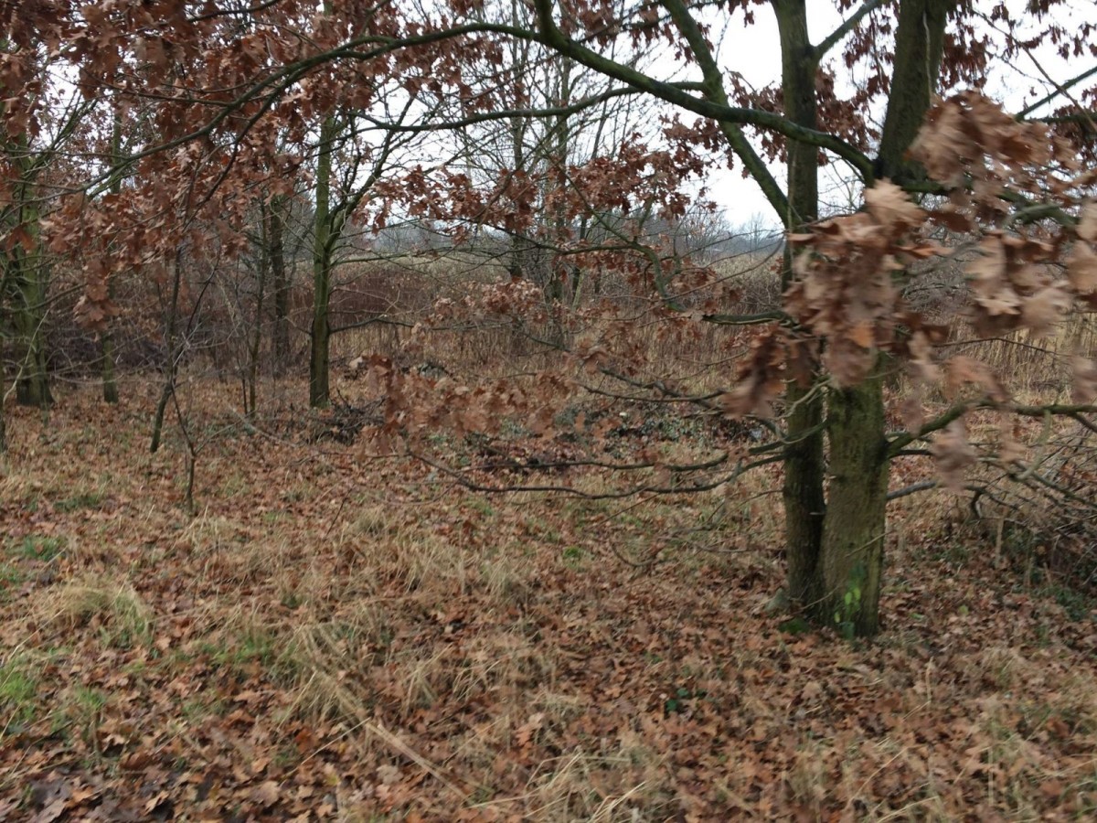 Wielkie sprzątanie Kolonii Staszica