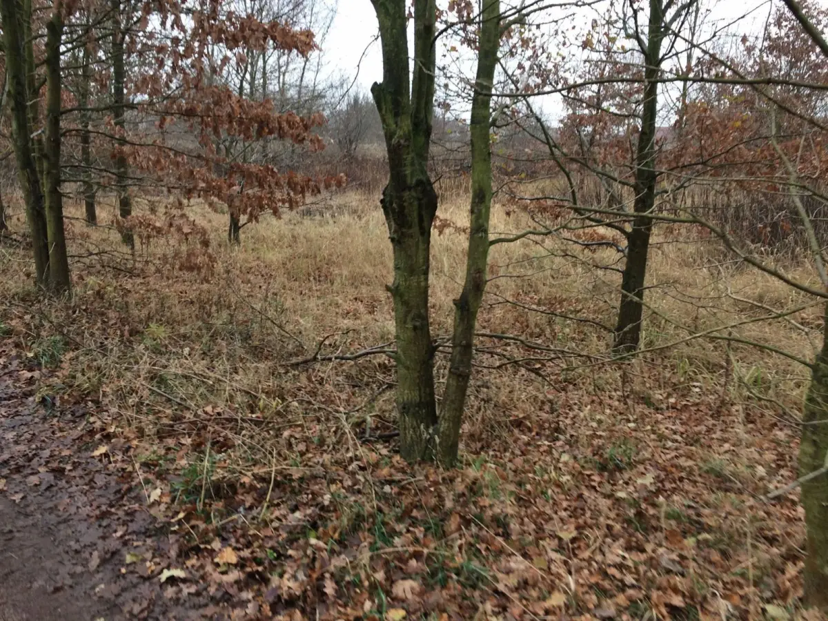 Wielkie sprzątanie Kolonii Staszica
