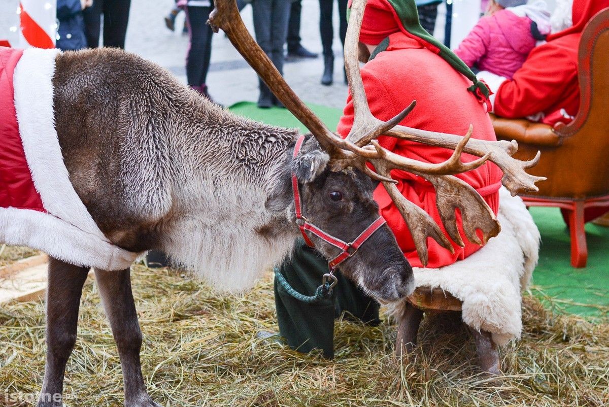 Gwiazdka Życzliwości