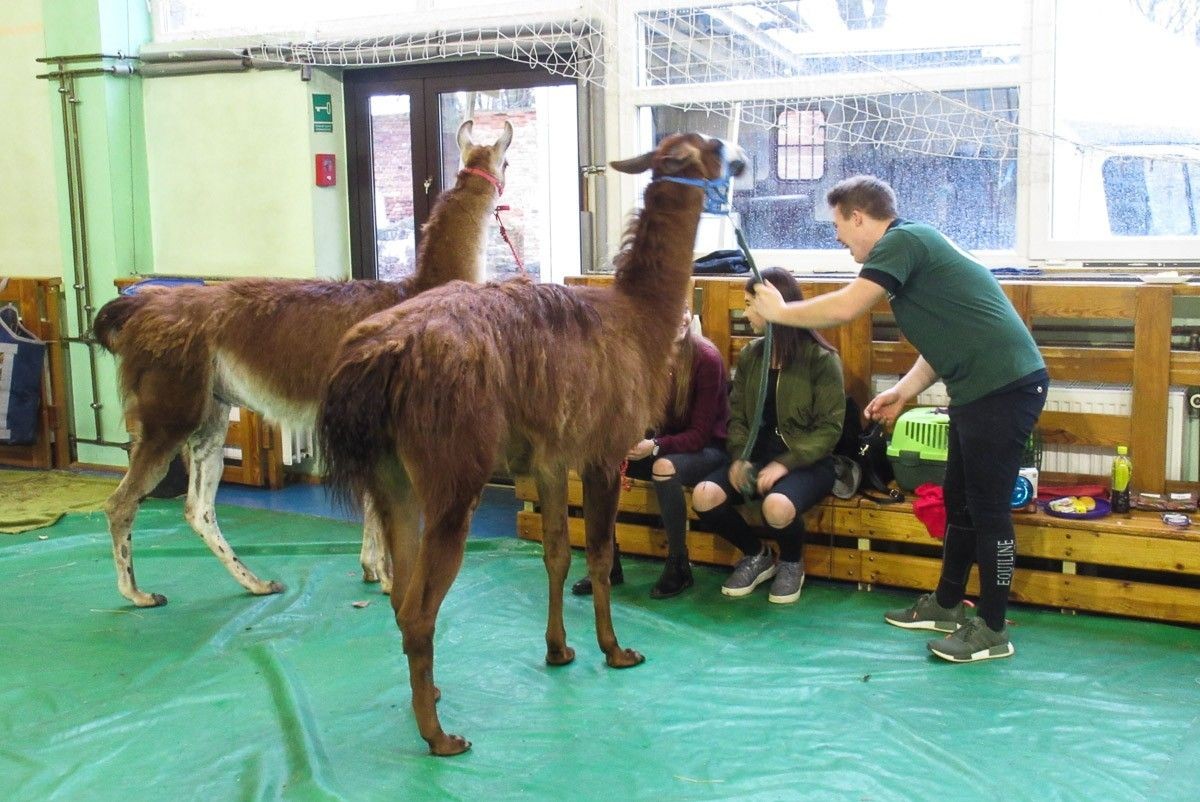 Zobaczcie jak Orkiestra gra w handlówce