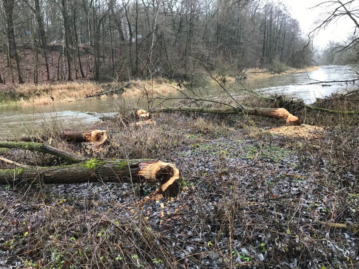 Coraz więcej bobrów koło Bobru