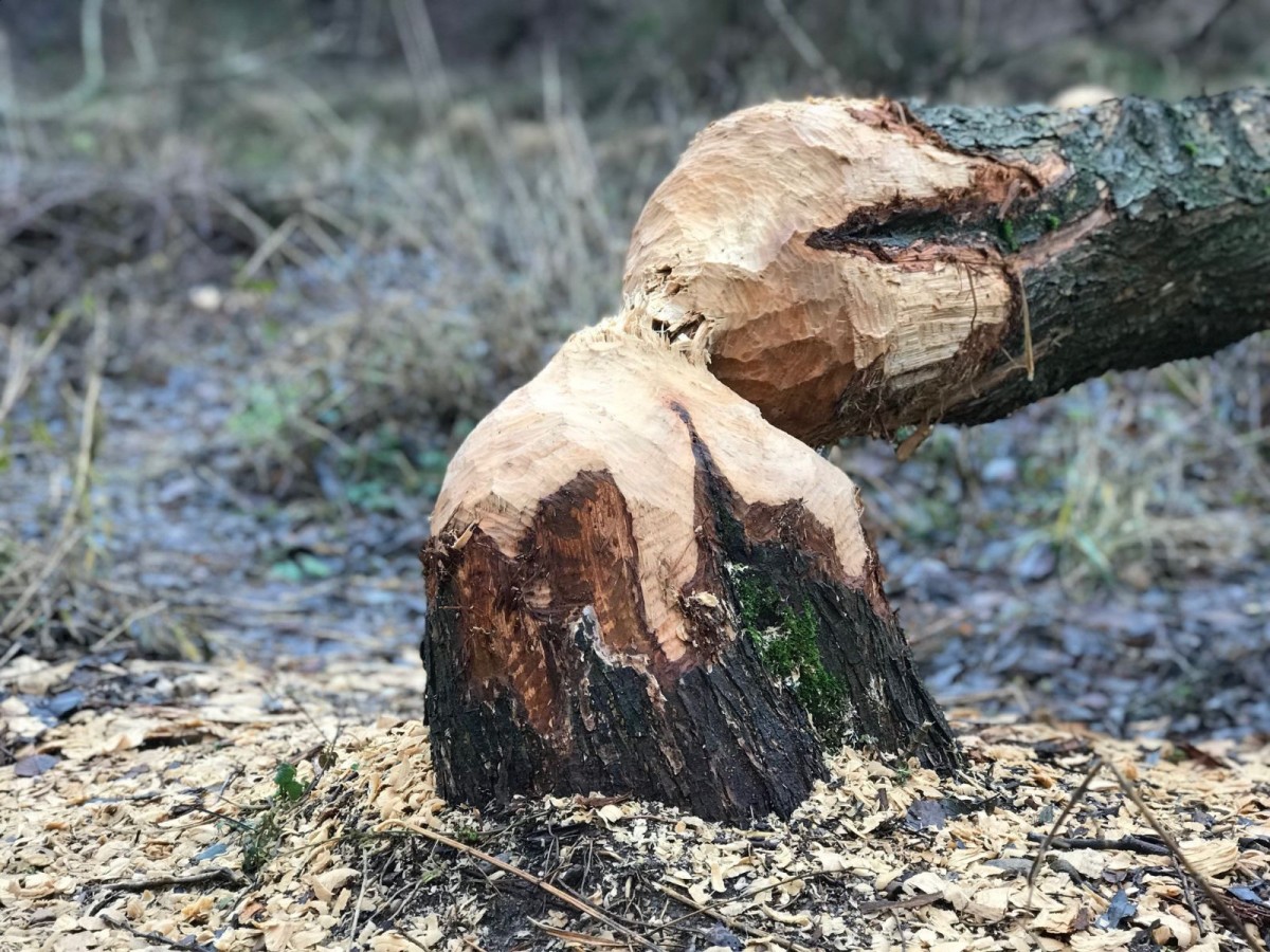Coraz więcej bobrów koło Bobru