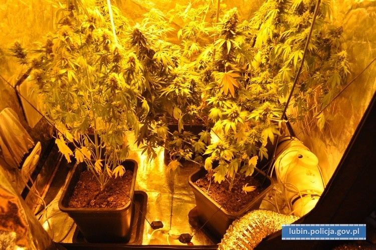 50-latek miał w domu plantację konopi