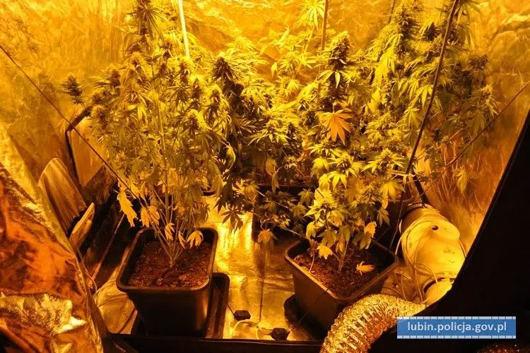 50-latek miał w domu plantację konopi