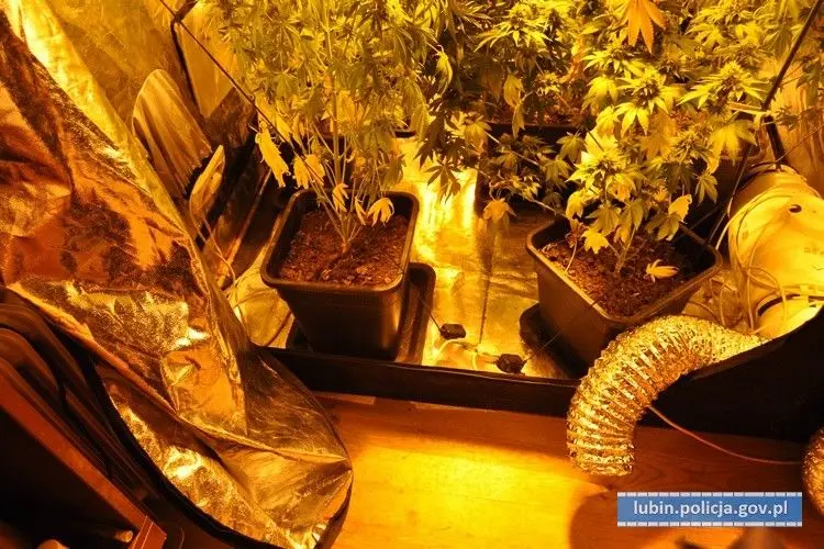 50-latek miał w domu plantację konopi
