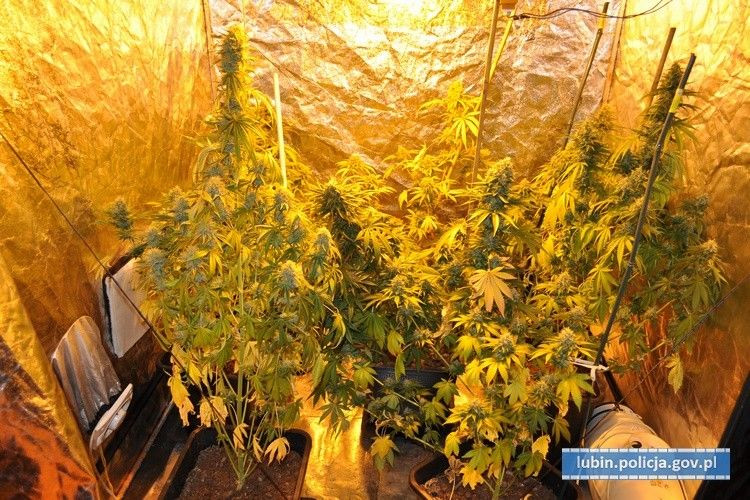50-latek miał w domu plantację konopi