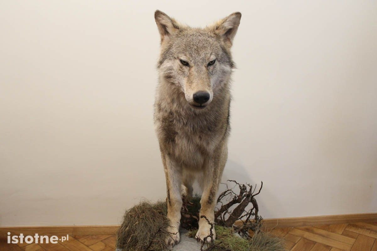 Wilk w siedzibie Nadleśnictwa Bolesławiec