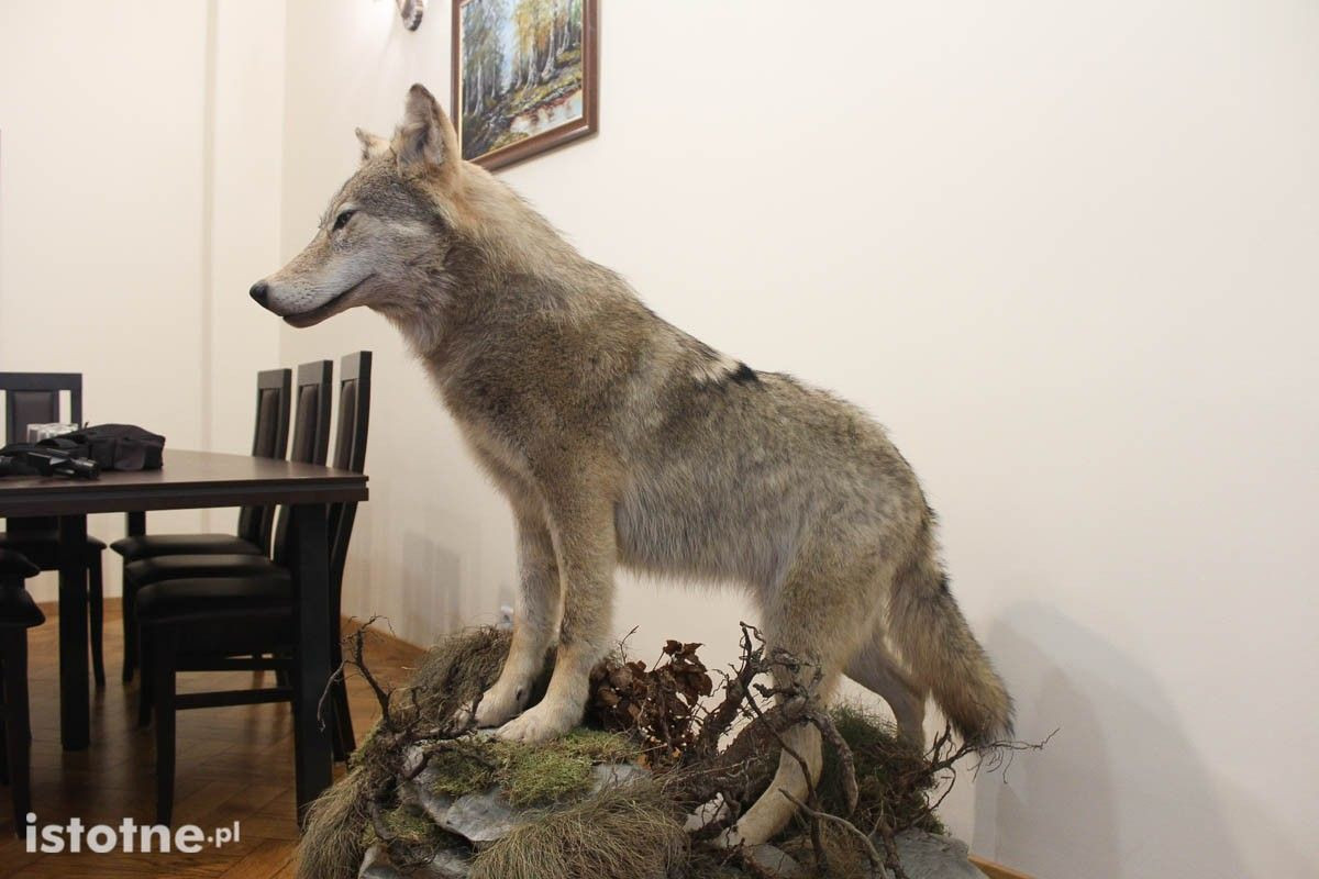 Wilk w siedzibie Nadleśnictwa Bolesławiec