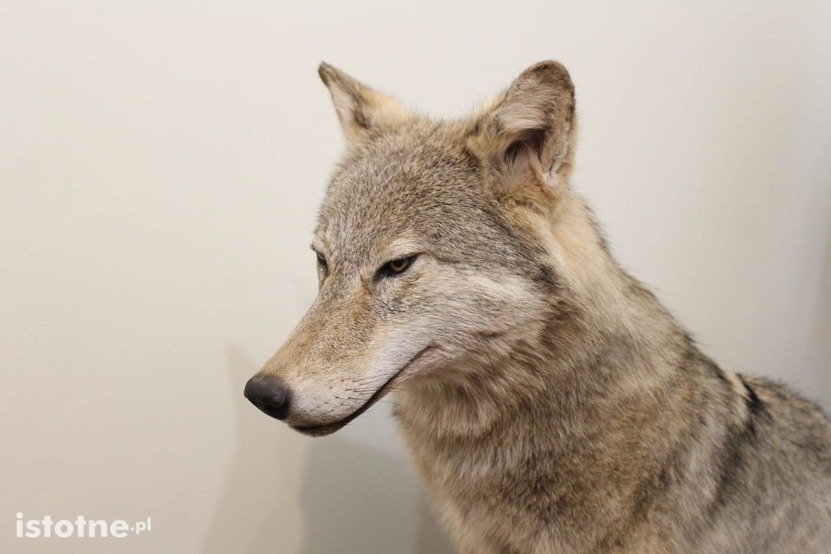 Wilk w siedzibie Nadleśnictwa Bolesławiec